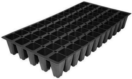 Japanese Holly Fern - 10 Live Plants - Cyrtomium Falcatum Rochfordianum