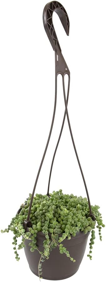 String of Pearls Plant Live Succulents in Hanging Planter, Succulents Plants Live Houseplants Mini Succulents, String of Pearls Live Succulent Live Plants Indoor Plant Indoor Plants by Plants for Pets