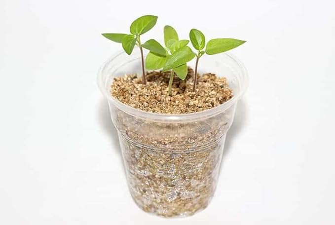 Premium Soil Amendment - Enhance Plant Health with The Ideal Blend of Perlite and Vermiculite - 2 Quart