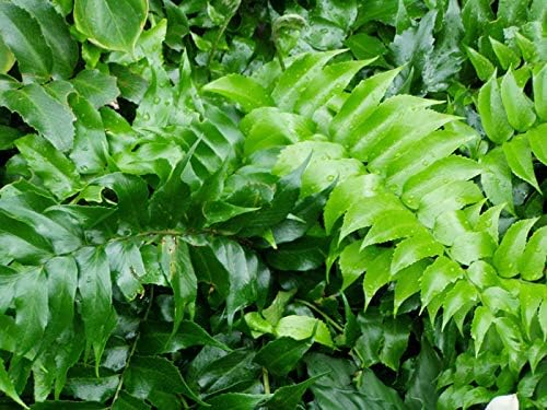 Japanese Holly Fern - 30 Live Plants - Cyrtomium Falcatum Rochfordianum