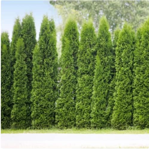 Brighter Blooms - Junior Giant Thuja Tree, 1-2 ft. - No Shipping to AZ