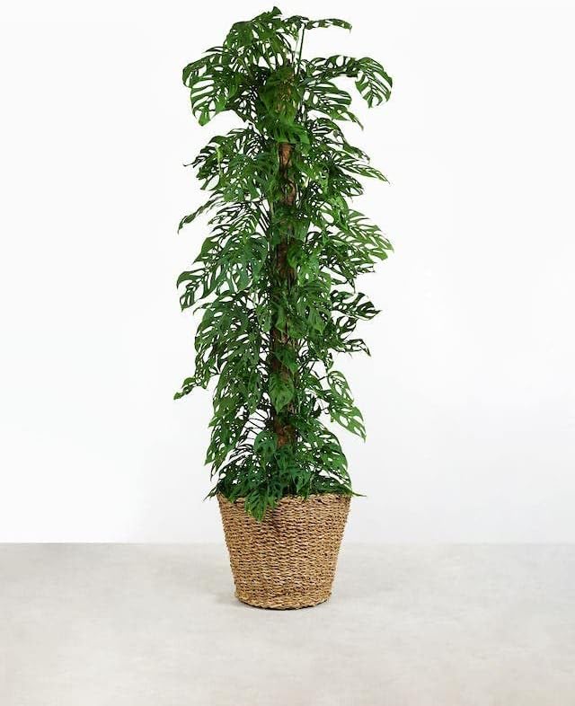 Olive Tree Premium Potting Mix - Optimal Air, Moisture, and Nutrient Balance for Healthy Trees - 2 Quart