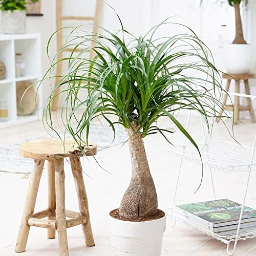 Elevate Your Nolina Garden with Gardenera's Organic Potting Mix - Tailored for Thriving Nolina Plants and Unique Structure - 2 Quart