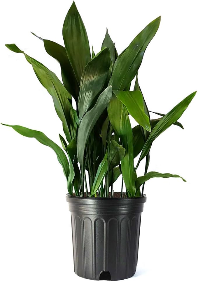 American Plant Exchange Cast Iron Plant, Large 10-Inch Pot, Elegant Easy to Care Indoor Houseplant, Dark Green Foliage, Thrives on Neglect, Low-Light & Pet Safe, Live Home & Garden Décor