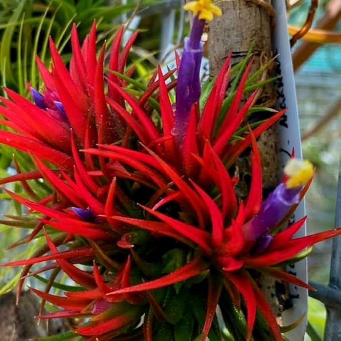 12 Air Plants, Tillandsia Air Plants Live Houseplants for Garden, Red Lonantha Tillandsia Plant