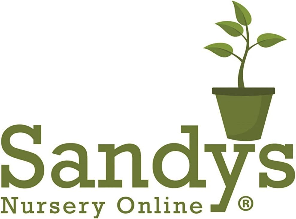 Thuja Green Giant Arborvitae Lot of 30 Each in a Protective Pouch 12-15 inches Tall