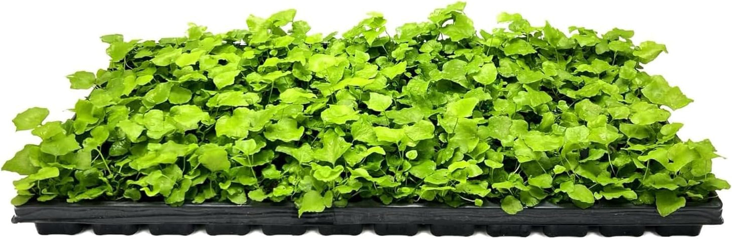 Japanese Holly Fern - 30 Live Plants - Cyrtomium Falcatum Rochfordianum