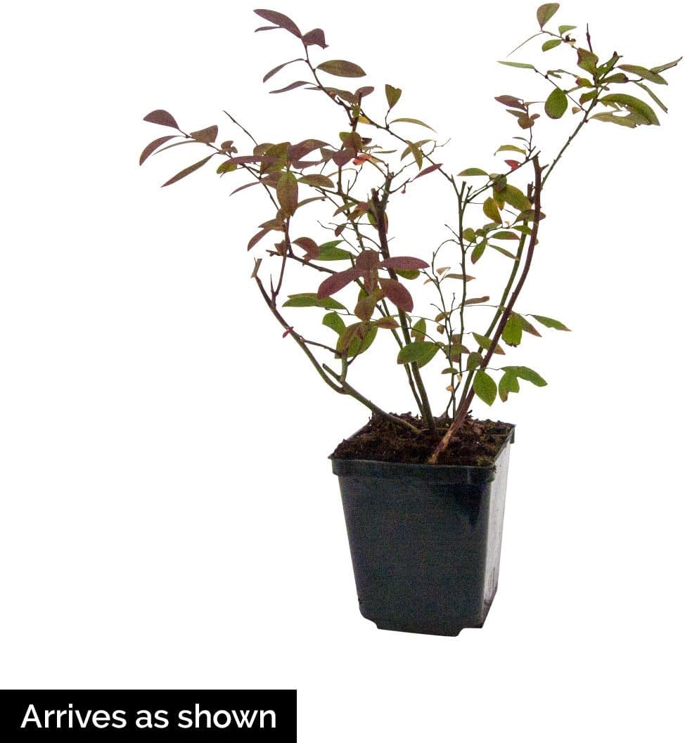 Direct Gardening Patriot Blueberry Bush Starter Plant, 1 per Offer-Can't Ship to CA, GA, MI, OR or WA