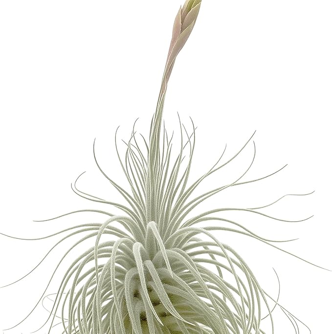 Live air Plant - Tillandsia Tectorum Air Plant 4-6" – 1ct – Unique Shape with Silvery Fuzz – Low Maintenance Houseplant – Perfect for Decor, Terrariums, Gifts - Live Arrival Guaranteed