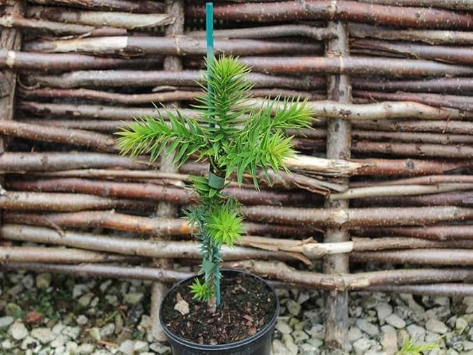 Premium Araucaria Potting Soil Mix - Perfect Balance of Nutrients, Drainage, and Aeration for Healthy Araucaria Trees - 4 Quart
