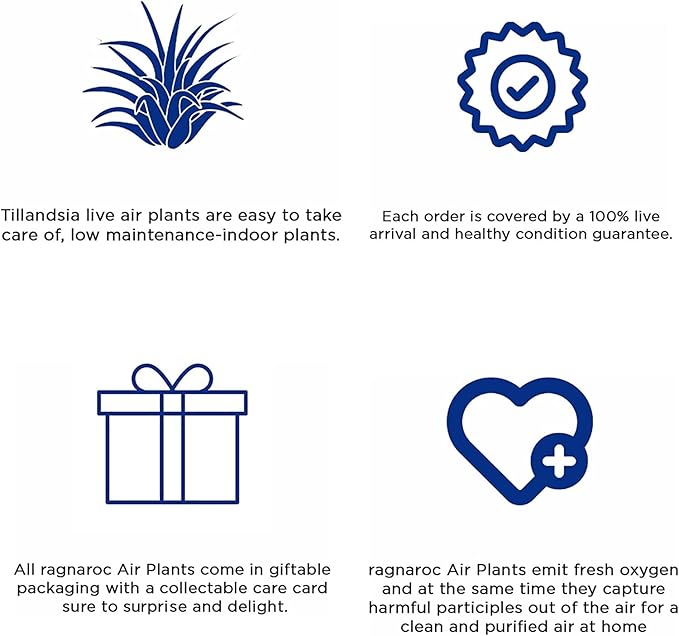 Air Plants - Flowering Tillandsia Bulbosa Belize, Giant 7-9" - 5ct - Live Arrival Guaranteed - House Plants for Home Decor & Gift