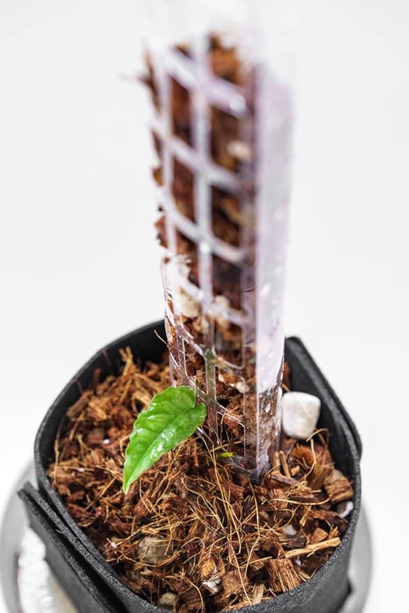 Plastic Moss Poles for Climbing Plants V2 Small 10 Pcs Stackable Moss Pole Monstera Plant Support-Plant Climbing Pole, DIY Moss Pole for Plants Indoor, Plant Sticks Support by THICCLY