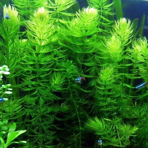Anacharis and Hornwort Bundle for Ponds and Aquariums
