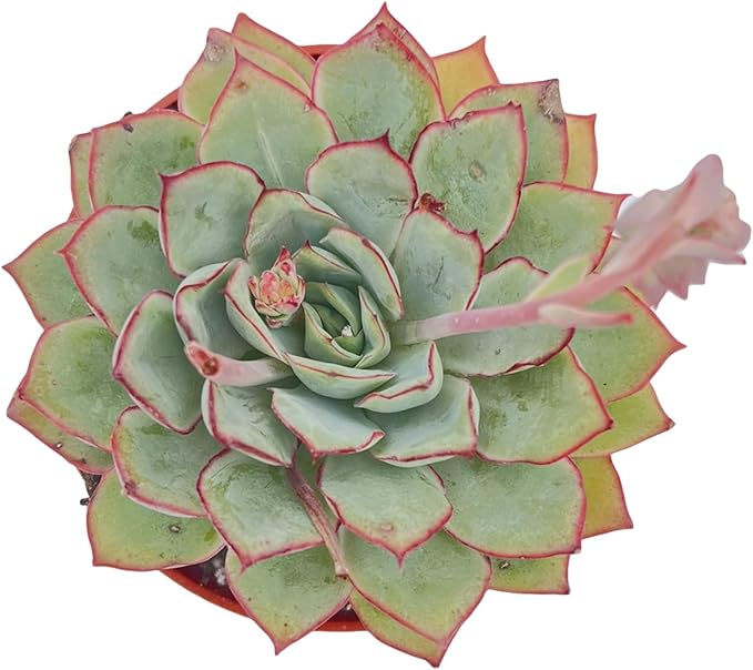Live Succulent Plants Echeveria Moon GAD Varnish, Easy Care Potted Succulents, Approx 4" D x 4" H, Indoor Houseplant, Unique Gifts, Home Office Décor