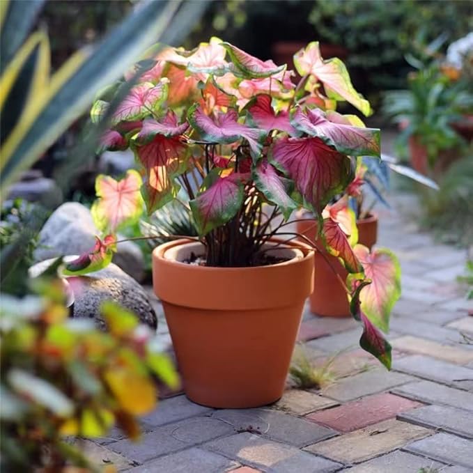 OLEEP Clay Pot - 10 Pack Large Terra Cotta Plant Pot with Drainage Hole, Clay Planters Pot, Terracotta Pot for Indoor Outdoor Plant (5.5 inch)