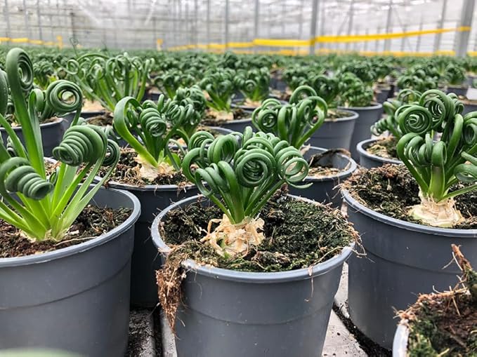 Premium Albuca Spiralis Potting Soil Mix - Perfect Balance of Nutrients, Drainage, and Aeration for Thriving Blooms - 3 Quart