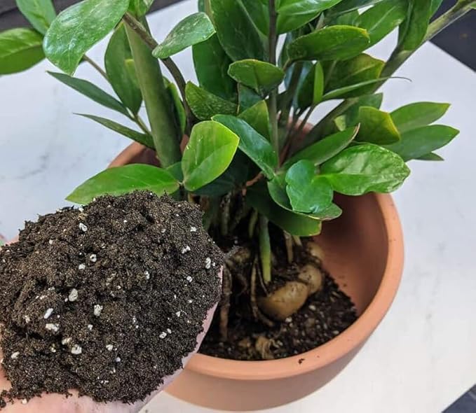 Premium Zamioculcas Plant Soil Mix by Gardenera - Stimulate Growth and Elevate Elegance with Nourishing Formula - 5 Quart