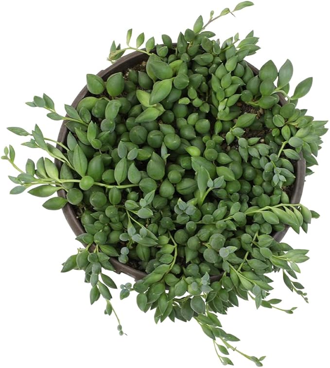 String of Bananas Succulent, Hanging Plants Live Succulents Plants Live Houseplants, Hanging Planter Basket, Mini Succulents Live Plants Indoor Plants in Plant Basket by Plants for Pets