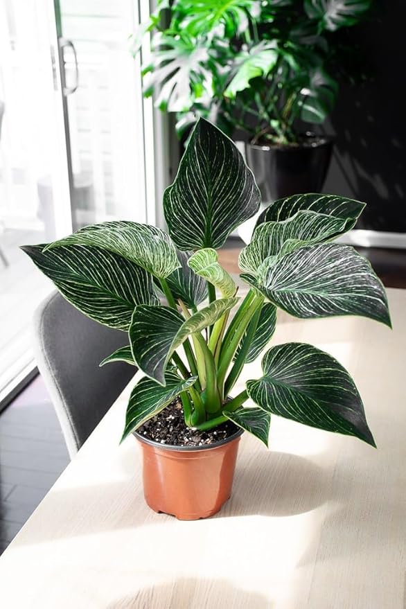 Premium Philodendron Potting Soil by Gardenera - Unlock The Full Potential of Your Plants - 5 QUARTS