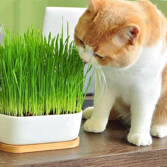 Organic Cat Grass Growing Medium by Gardenera - Create a Safe and Healthy Environment for Your Cat - 2 QUARTS