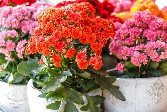 Kalanchoe Plant Premium Potting Mix - Unleash The Full Potential of Your Plants with The Best Mix Available - 5 Quart