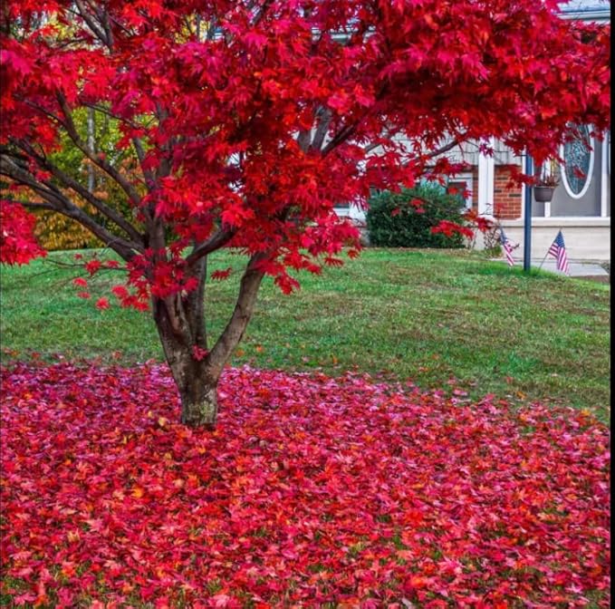 Red Japanese Maple Trees 2-Pack โ Live Plants, 2-3 Ft Tall, Stunning Foliage