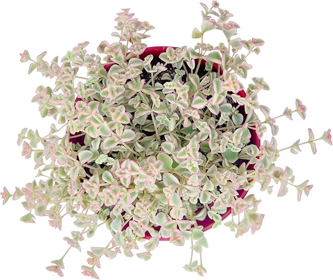 Live Succulent Plants Sedum Little Missy Variegated, Easy Care Potted Succulents, Approx 4" D x 4" H, Indoor Houseplant, Unique Gifts, Home Office Décor