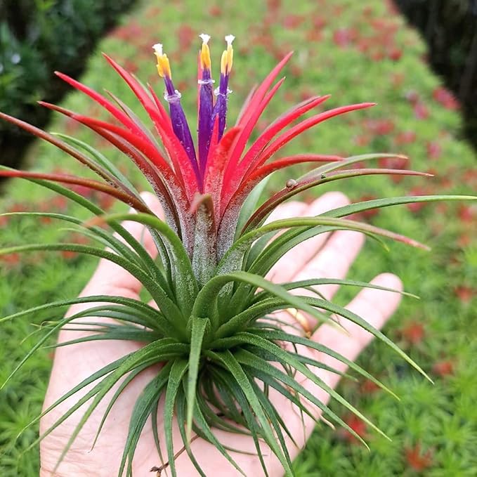 Red Tillandsia Air Plants Live, Set 20 Live Plant, Tillandsia Plants, Succulents Plant Live, Indoor and Outdoor House Plant