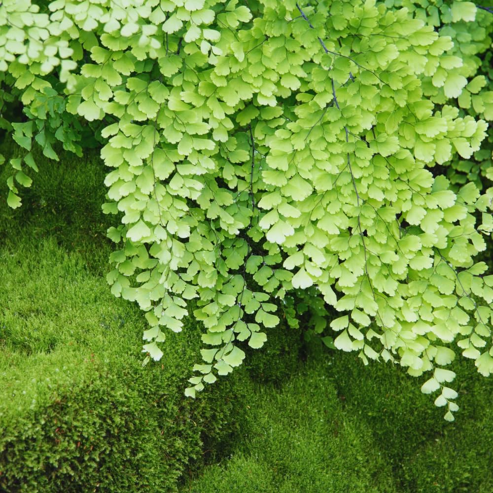 5 Fern Rhizomes, Maidenhair Fern Plants Live, Live Fern Plants, Fern Ground Cover Plants Live, Fern Live Plants, 5 Roots