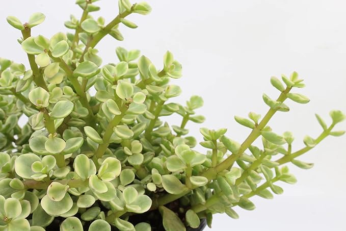 Variegated Portulacaria Afra Live Plants Indoor Plants, Succulents Plants Live Hanging Plants, Hanging Planter Basket Succulent Gift, Live Succulents Plants Live Houseplants by Plants for Pets