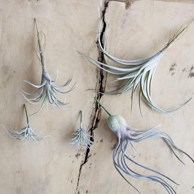 CHIVE Artificial Air Plants — Bulk Set of 5, Medium — Ultra Realistic Fake Tillandsia Bromeliad Plants — Decorative Faux Succulents for Home & Office Decor — No Care Needed!