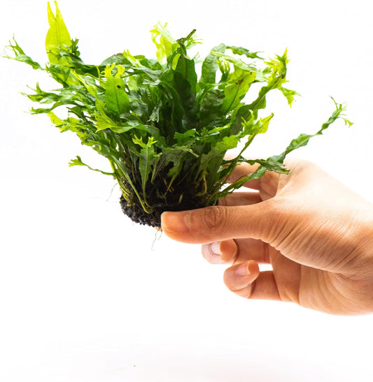 Java Fern Live Aquarium Plants – Windelov, Narrow Leaf & More– Easy Aquascaping Plants for Freshwater Tanks, Low Light, No CO₂ (Java Fern Windelov on Nutripad)