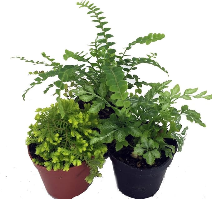 Hirt's Terrarium Kit with 3 Live Mini Ferns in 2" Pots