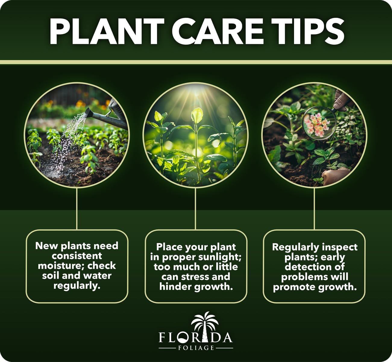 Royal Fern | 10 Live Plants | Osmunda regalis | Decorative Shade-Loving Perennial | Lush Green Foliage for Moist Gardens & Landscapes