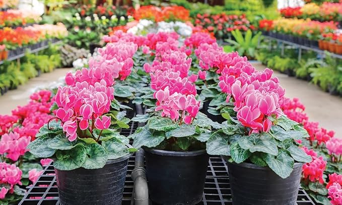 Premium Cyclamen Potting Soil Mix - Perfect Balance of Nutrients, Drainage, and Aeration for Thriving Blooms - 5 Quart