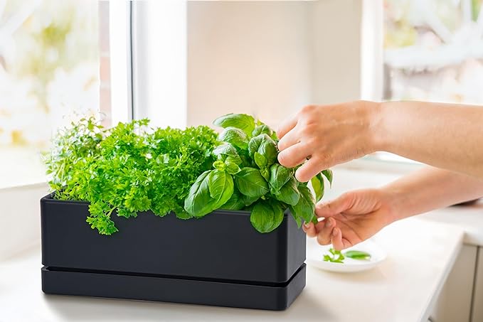 D'vine Dev 12 Inch Window Box Planter, Rectangle Plastic Herb Planter with Drainage Holes and Saucer, Indoor Succulent Cactus Vegetable Pot for Windowsill, Garden Balcony, Black, Set of 1, 76-X-B-1