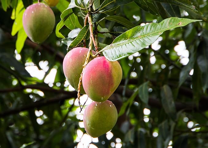 Mango Tree Potting Soil - Enhance Fruiting and Health with Professional Grade Nutrient-Rich Mix - 3 Quart