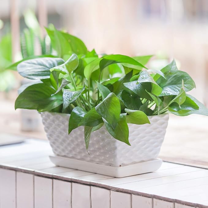 Brajttt Flower Pots,Rectangular Modern White Ceramic Succulent Pots with Drainage, Garden Pots with Hole, Ceramic Pots, Planter Box with Saucer 2 Set