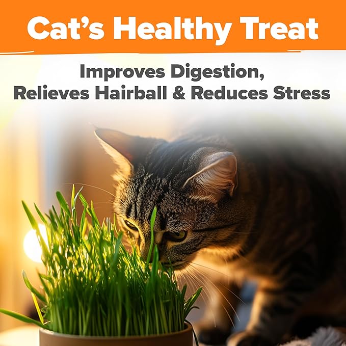 HOME GROWN Organic Cat Grass Seeds Pack 8oz β 7200 π‘π’π‘-ππ π’ π¨π¦π-π¦π’π¨π₯πππ Heirloom Oat & Barley Grass Seeds for Indoor Cats β High Germination Hairball Relief, Pet Grass Ready in 7Days