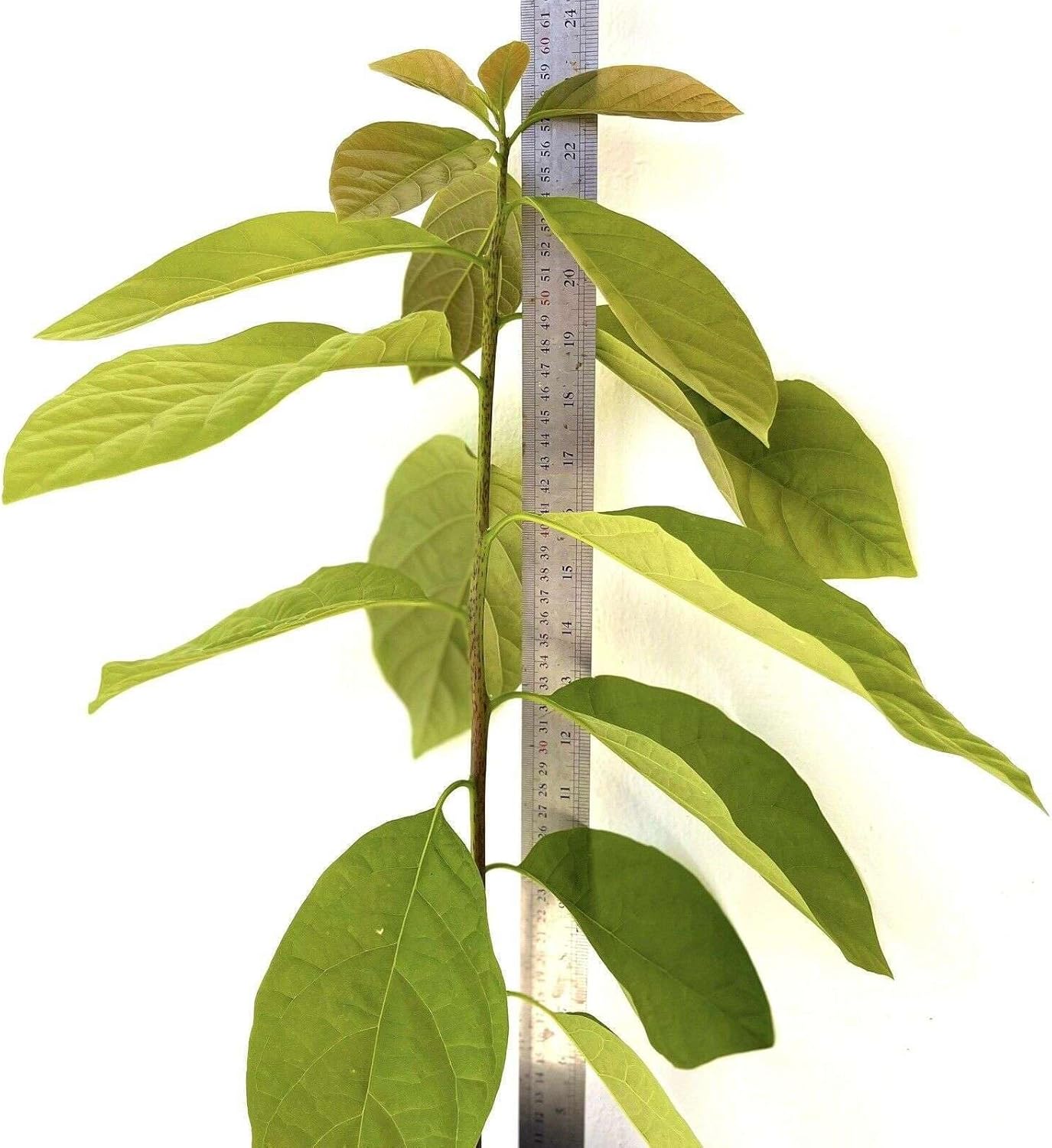 HASS Avocado Tree - Live Big Fruit Tree 12"-24" Tropical Plantae