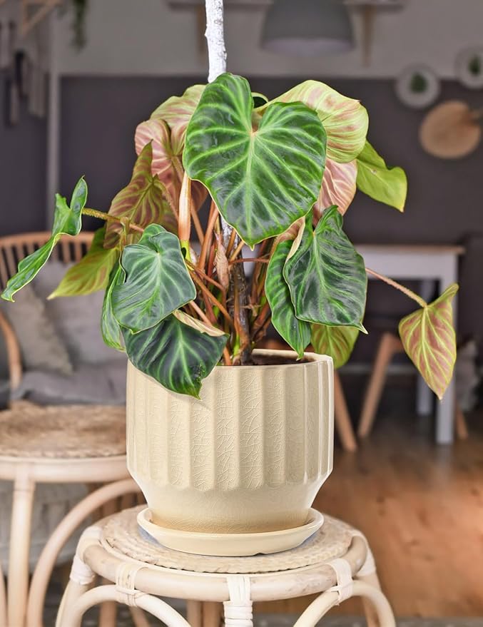 AISBUGUR Plant Pots 6 inch Set of 2 Ceramic Pots for Indoor Plants with Drainage Hole and Saucer Unique Crackle Glaze Design Garden Flower Pots Come with Drainage Nets, Creamy White