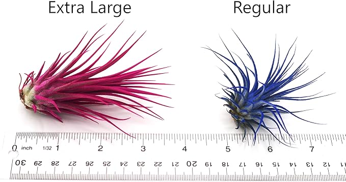 Dyed Tillandsia Ionantha Guatemala Enhanced Colored Colorful Air Plant Live Easy Care Indoor Outdoor Home Decor Gift Airplant by Awesome Industries Live Arrival Guaranteed (Lavender)