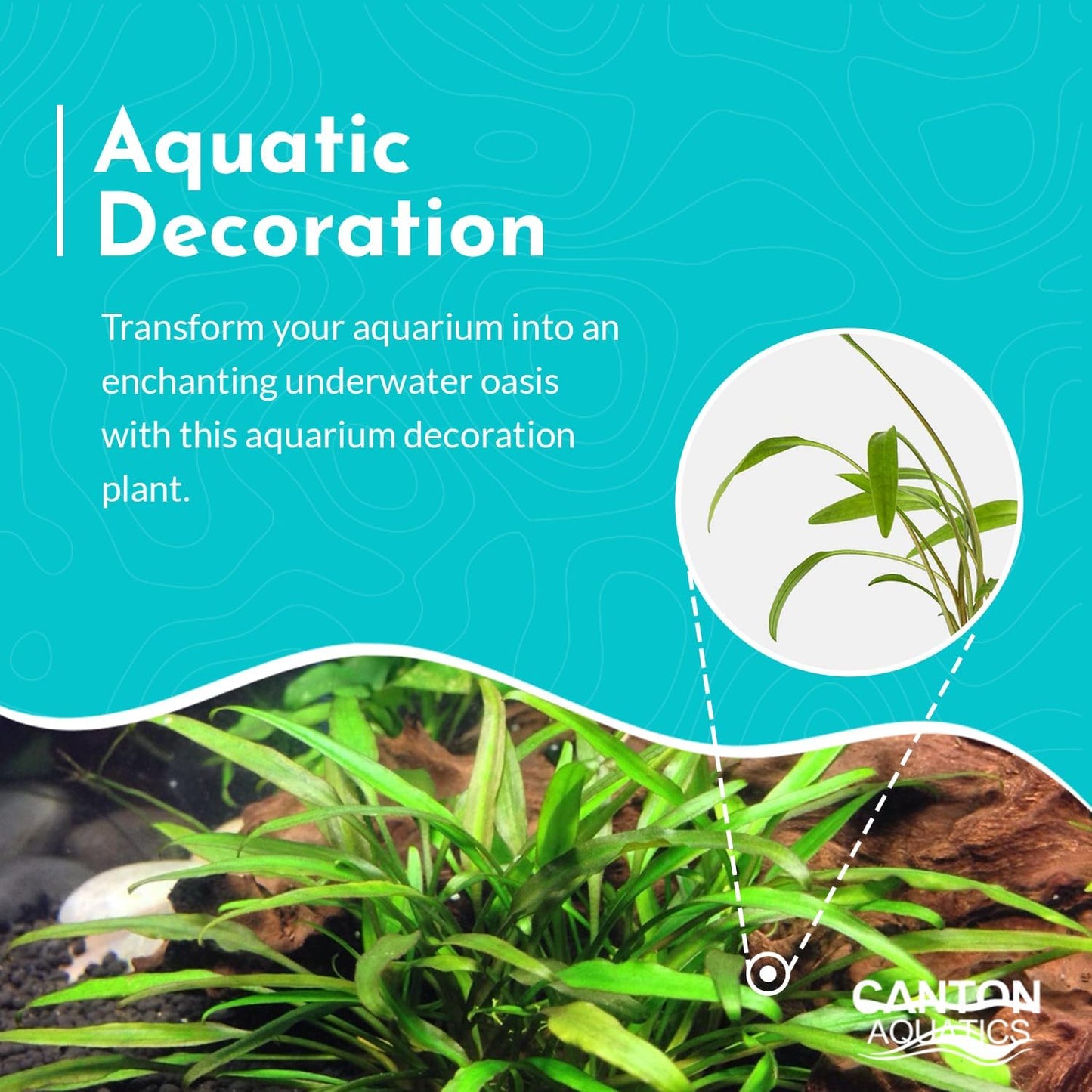 Cryptocoryne Crypt Lucens Small