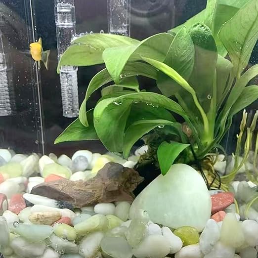 2LB Succulent Jade Pebbles for Indoor Plants, 3/8 Inch Natural Decorative Polished Stones, River Rocks for Landscaping,Vase, Flowerpot Decoration, Indoor Decoration and Garden Decoration