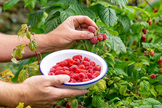 Premium Raspberry Potting Soil Mix - Optimal Blend for Thriving and Juicy Berries - 3 Quart
