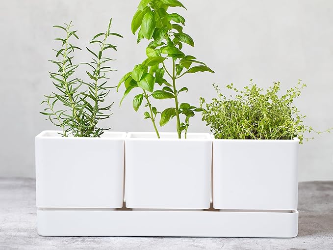 D'vine Dev Herb Garden Planter Set, Plastic Plant Pots with Drainage and Saucer, Indoor Succulent Cactus Vegetable Pot for Windowsill, Garden Balcony, White, Set of 2, 76-V-A-2