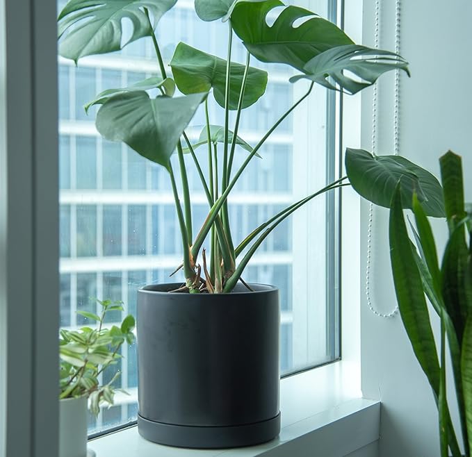 Phoenix Vine 10 Inch Plastic Plant Saucer Water Drip Tray, Heavy Sturdy Round Plant Drainage Tray for Indoors Outdoor, Set of 2, Matte Black, 21-TY-10B-2