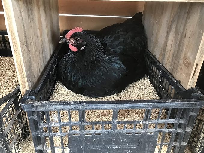 Sustainable Gardening Made Easy: Gardenera Rice Hulls - Harness The Power of Natural Mulch and Plant Protection - 10 QUARTS