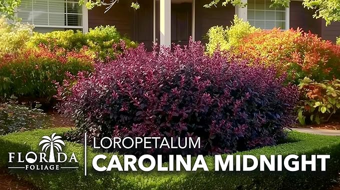 Loropetalum Carolina Midnight | 10 Live Plants | Loropetalum Chinense | Purple Foliage Shrub | Ornamental Landscape Bush | Fast Growing Plants