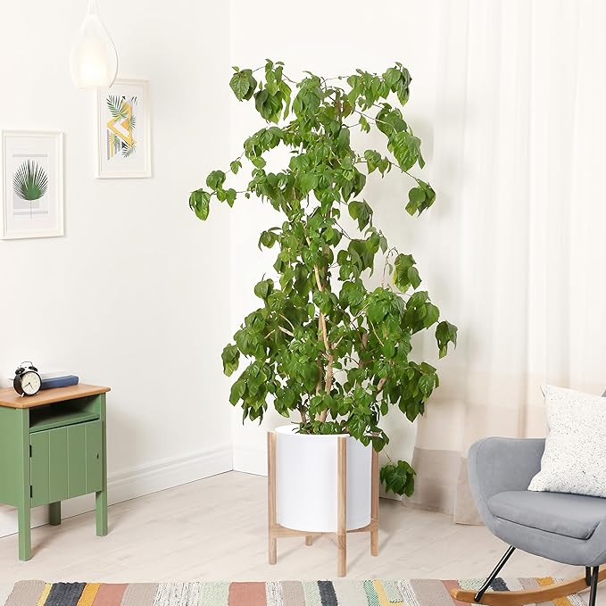 D'vine Dev Planter Pot with Stand - 14 Inch Plastic Cylinder Flower Pot with Wood Planter Holder for Indoor, Matte White Pot + Natural Stand, 55-C-S-1